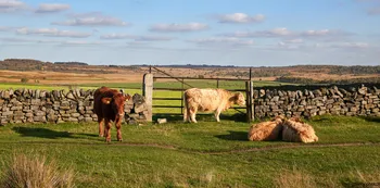 Cattle, dry stone wall.jpg